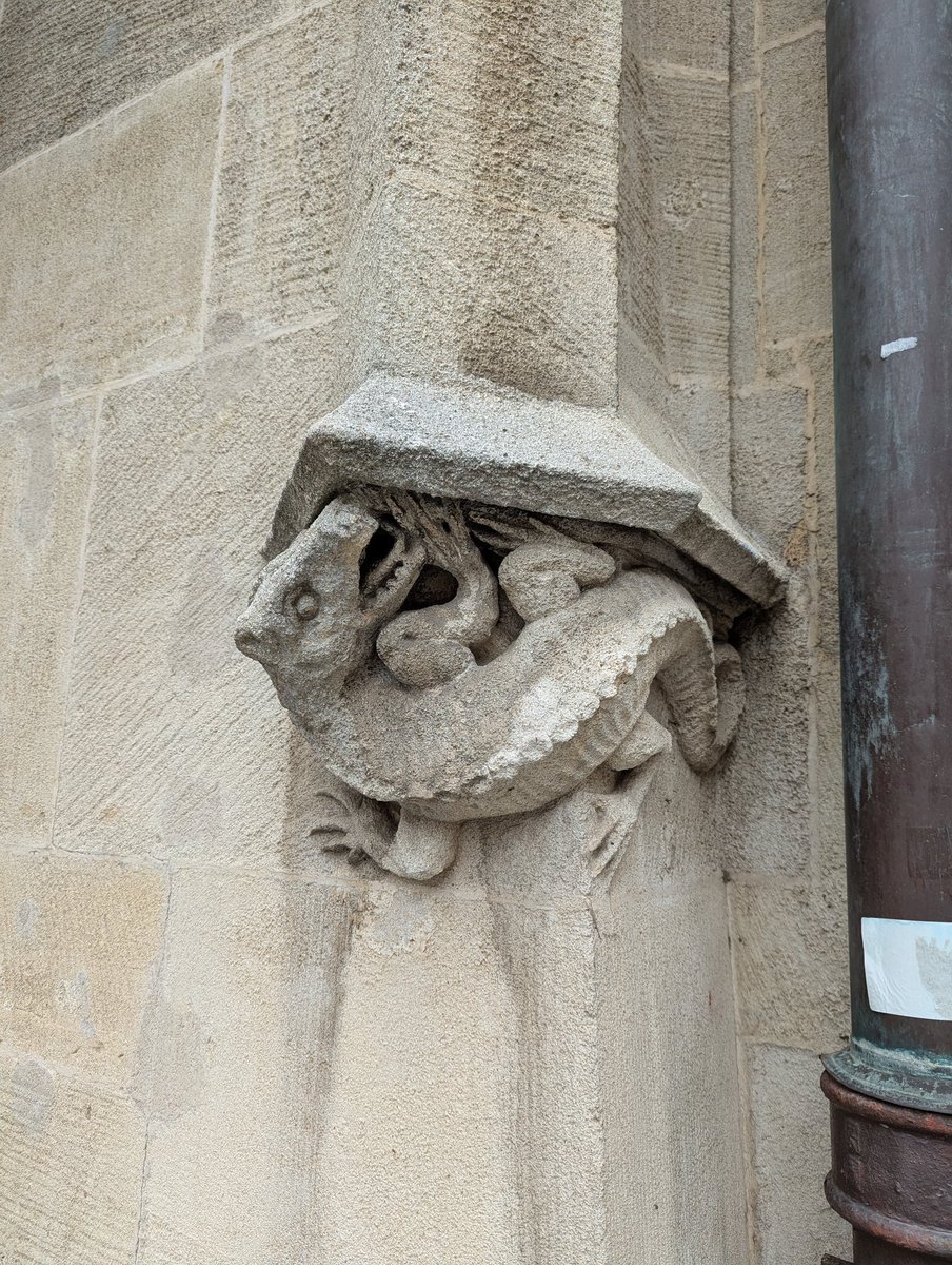 ChtSutAntiques's tweet image. Some of the wildlife of Bratislava...