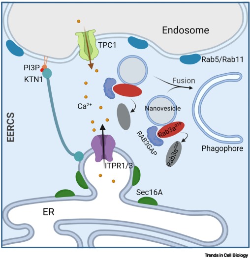 TrendsCellBio's tweet image. Endosome–ER contact sites in phagophore formation dlvr.it/TM4S1R