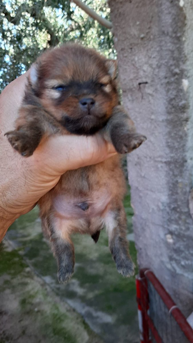 rnstyren's tweet photo. Quando mi chiedono da quanto tempo ho il mio cane ma io l’ho letteralmente visto nascere❤️
(Si, non ci crede nessuno ma é lo stesso cane, le famose metamorfosi dei volpini) https://t.co/RTDQXRfcYV