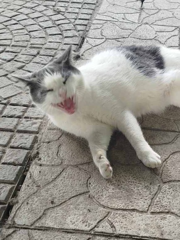 Карамелишна передаёт вам своё благодарное МЯУ!😻