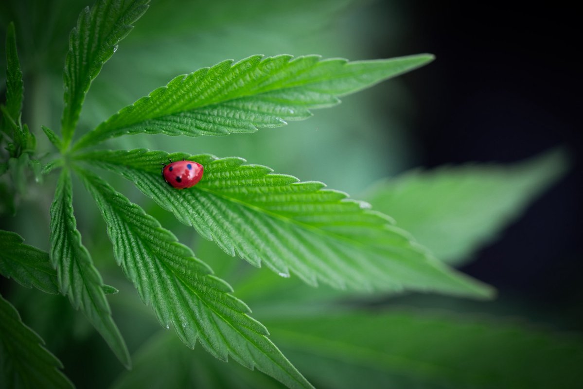 GalacticFarmer1's tweet image. She is so much more than a plant that gets you high.
She is a sacred ally.
A teacher of presence.
A bridge between the seen and the unseen.
She doesn’t just shift your mind—she softens the armor around your heart.
She quiets the noise so you can actually hear.
Not just with…