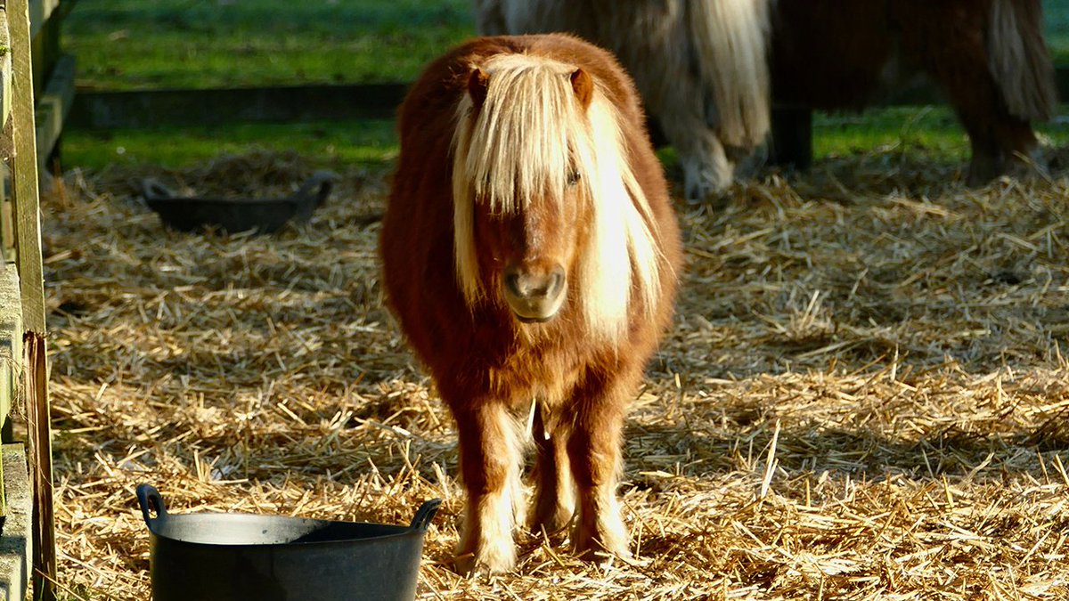 vandaaginside's tweet image. Man bekent pony acht keer seksueel te hebben misbruikt: 'Kijken of ik nog seks kon hebben' vandaaginside.nl/nieuws/binnenl… #vandaaginside