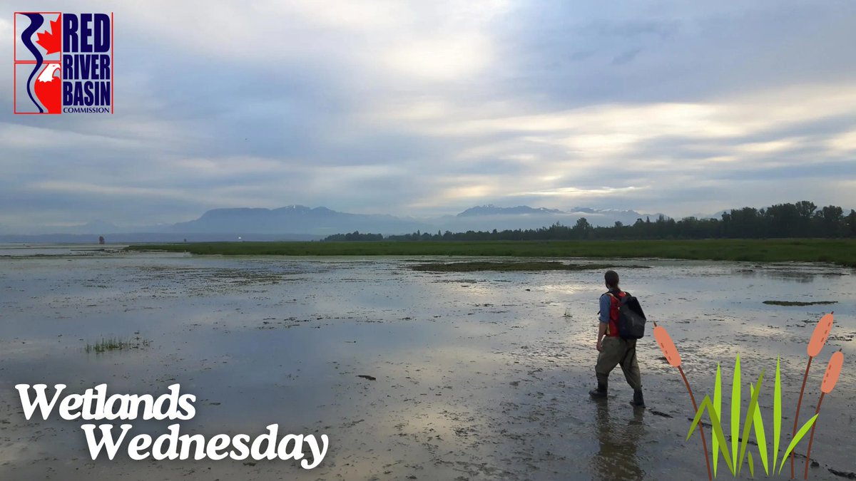 Restoring Sturgeon Bank's vital tidal marsh! The Sturgeon Bank Sediment Enhancement Pilot Project uses dredged Fraser River sediment to rebuild crucial habitat, boosting resilience against sea-level rise and protecting wildlife. Learn more: thenatureforce.com/projects/sturg…
