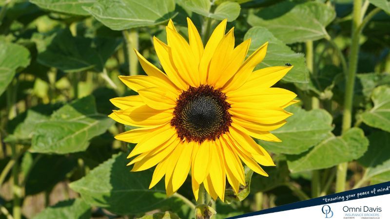 Omnidavisbroker's tweet image. Growing Together to Serve You Better 🌱 

Big things are happening at Omni Davis! Find out how our growing team is helping us deliver even more for our clients 

omnidavis.co.uk/?p=2771

#ClientFocused #TeamGrowth #InsuranceExperts #TrustedAdvice #MakingThingsHappen