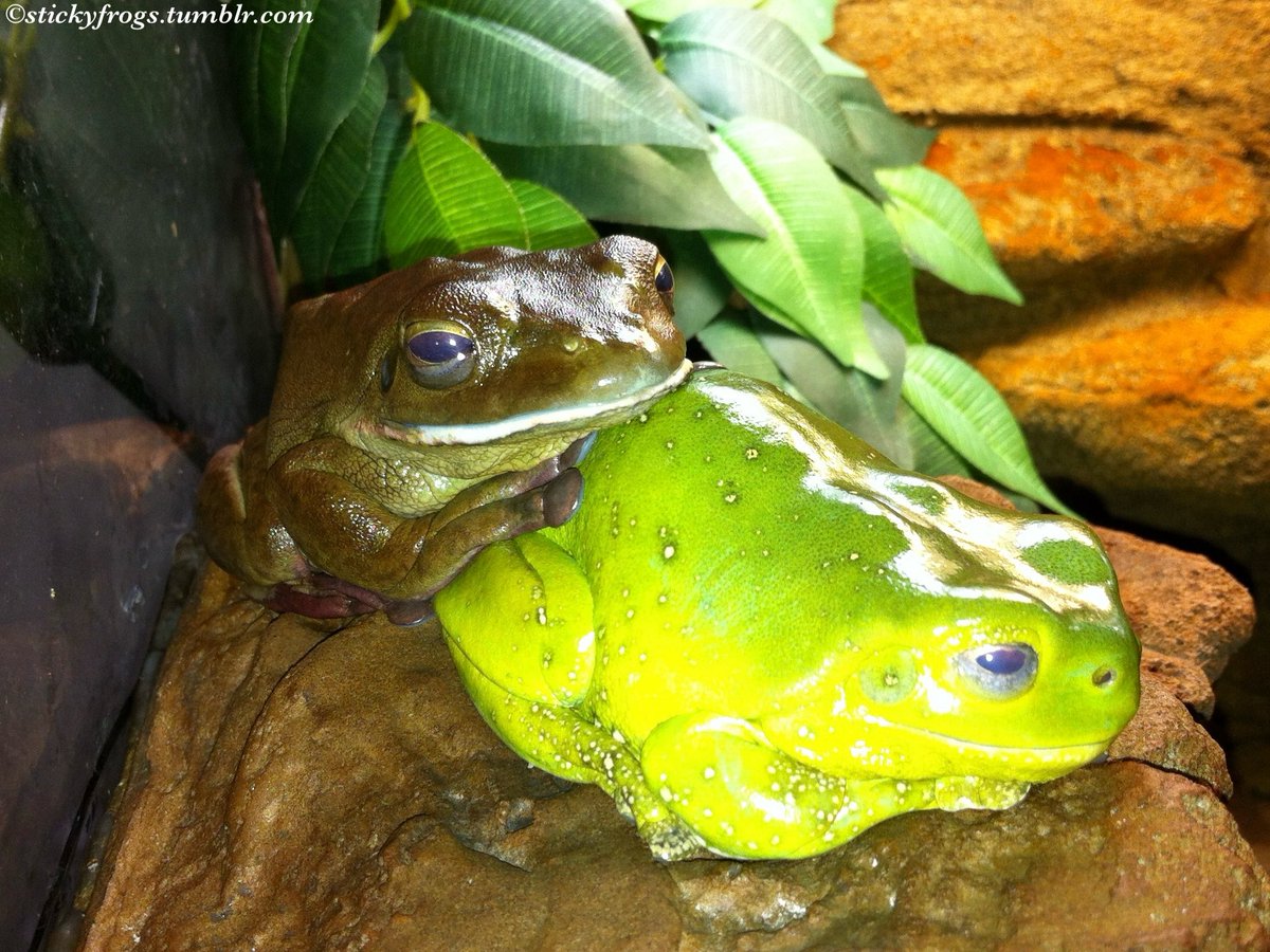 stickyfrogs's tweet image. Today’s Most Comfortable place to Nap is Jens’ Butt!