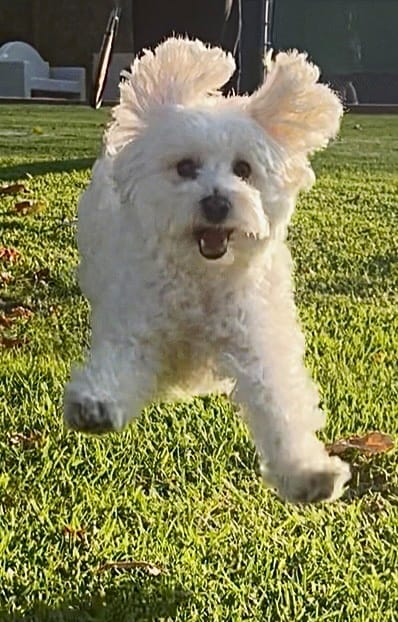 LoryOppenheimer's tweet photo. #Oppie y yo hemos estado Jugando
Le fascina correr a mil por hora 😅🐶 https://t.co/EtEdg4l0CU