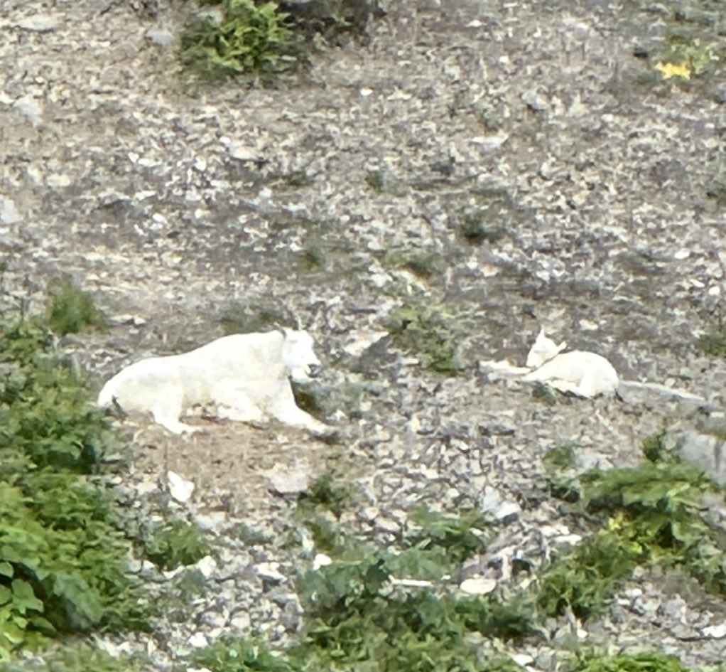 You never know what you will see along the cliffs of Resurrection Bay in Seward, Alaska. 
#MountainGoat #NewBorn
