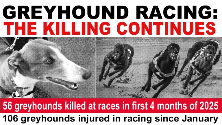 banbloodsports's tweet image. RACED TO DEATH: 134 greyhounds killed at races in Ireland in 2023. 202 greyhounds killed at races in 2024. 56 greyhounds killed at races in the first four months of 2025 banbloodsports.wordpress.com/2025/05/17/the… #YouBetTheyDie #Ireland #BanGreyhoundRacing Don't go greyhound racing