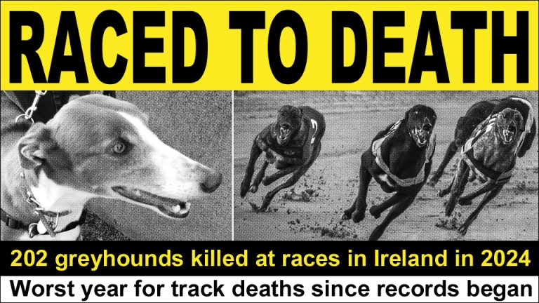 banbloodsports's tweet image. RACED TO DEATH: 134 greyhounds killed at races in Ireland in 2023. 202 greyhounds killed at races in 2024. 56 greyhounds killed at races in the first four months of 2025 banbloodsports.wordpress.com/2025/05/17/the… #YouBetTheyDie #Ireland #BanGreyhoundRacing Don't go greyhound racing