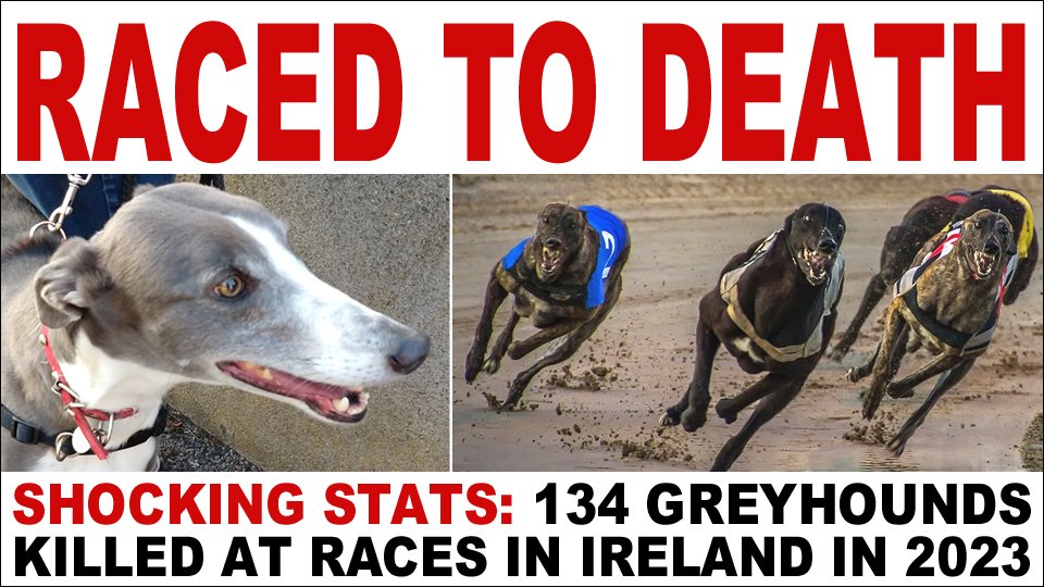 banbloodsports's tweet image. RACED TO DEATH: 134 greyhounds killed at races in Ireland in 2023. 202 greyhounds killed at races in 2024. 56 greyhounds killed at races in the first four months of 2025 banbloodsports.wordpress.com/2025/05/17/the… #YouBetTheyDie #Ireland #BanGreyhoundRacing Don't go greyhound racing