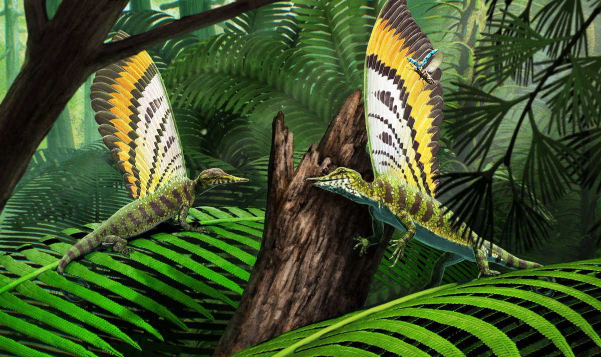 🚨 So excited to finally share an incredible discovery from the #Triassic, Grès à Voltzia! Our international team, led by <a href="/StephanSpiekman/">Stephan Spiekman</a> and published today <a href="/Nature/">nature</a> reveals a new reptile, #Mirasaura grauvogeli, donning an elaborate crest 🦎🔬✨ nature.com/articles/s4158…