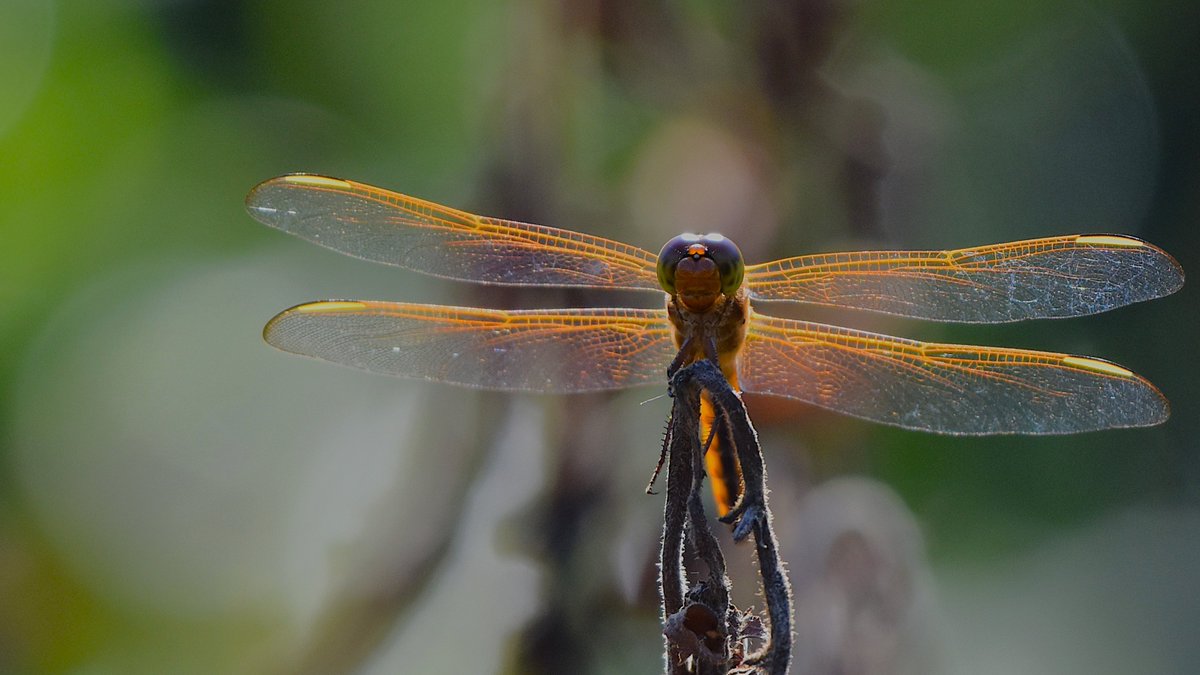 The morning sun at this particular angle really lights up the "gold" in this Golden Winged Skimmer at a #nature preserve west of #Orlando recently! #Florida #dragonfly #InsectThursday #ThePhotoHour #NatureBeauty #TwitterNatureCommunity