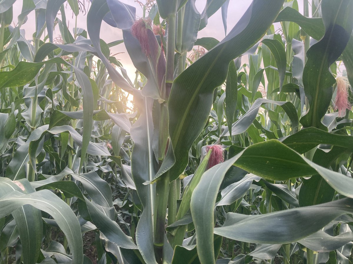 SirClaise's tweet image. Farm bureau📸
Spot check : 124 days
Variety : SC Tembo 73
Foliar : biogas slurry and fish pond wastewater