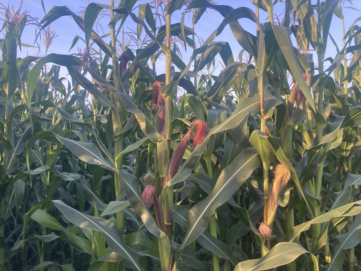 SirClaise's tweet image. Farm bureau📸
Spot check : 124 days
Variety : SC Tembo 73
Foliar : biogas slurry and fish pond wastewater
