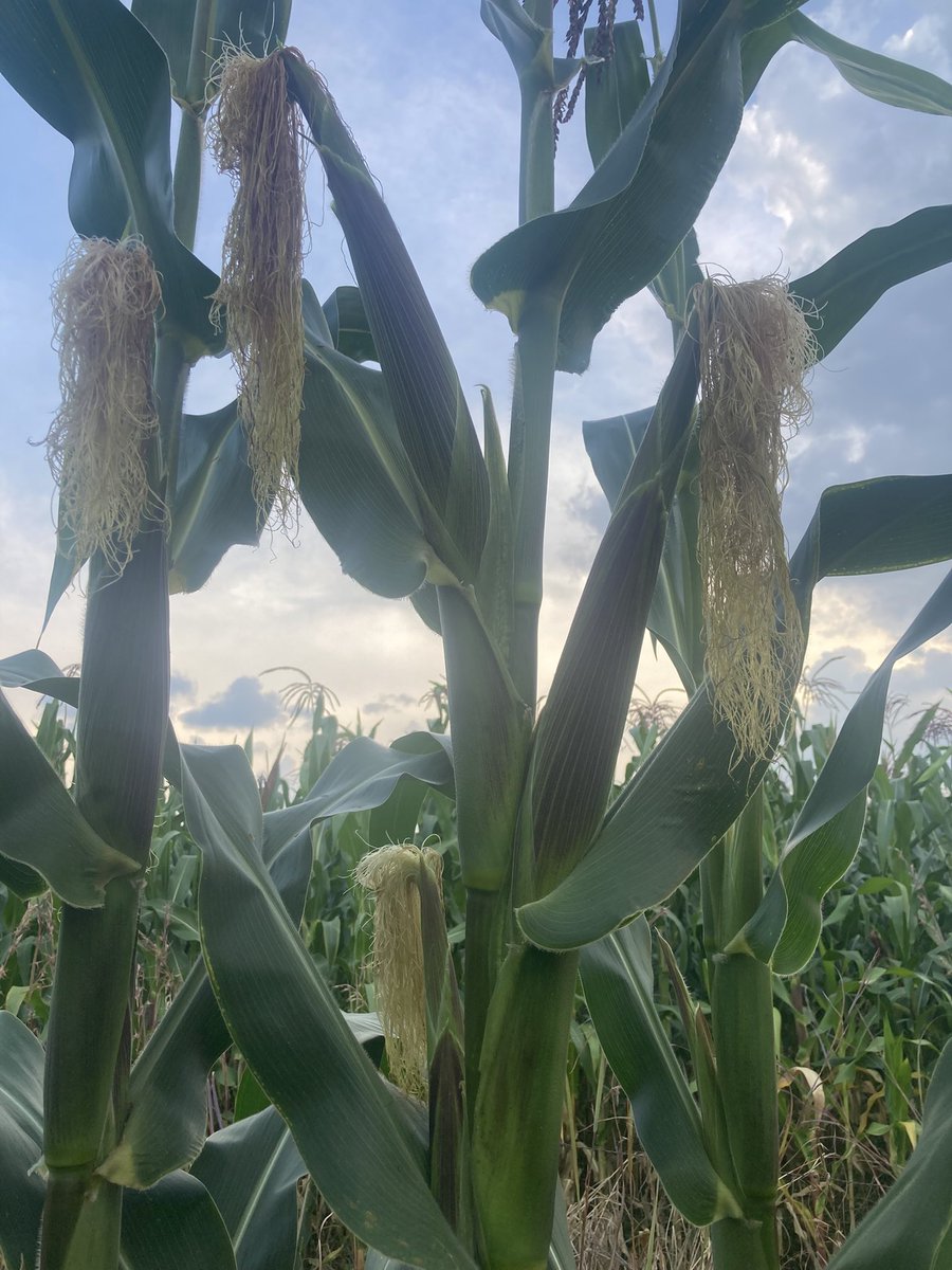 SirClaise's tweet image. Farm bureau📸
Spot check : 124 days
Variety : SC Tembo 73
Foliar : biogas slurry and fish pond wastewater