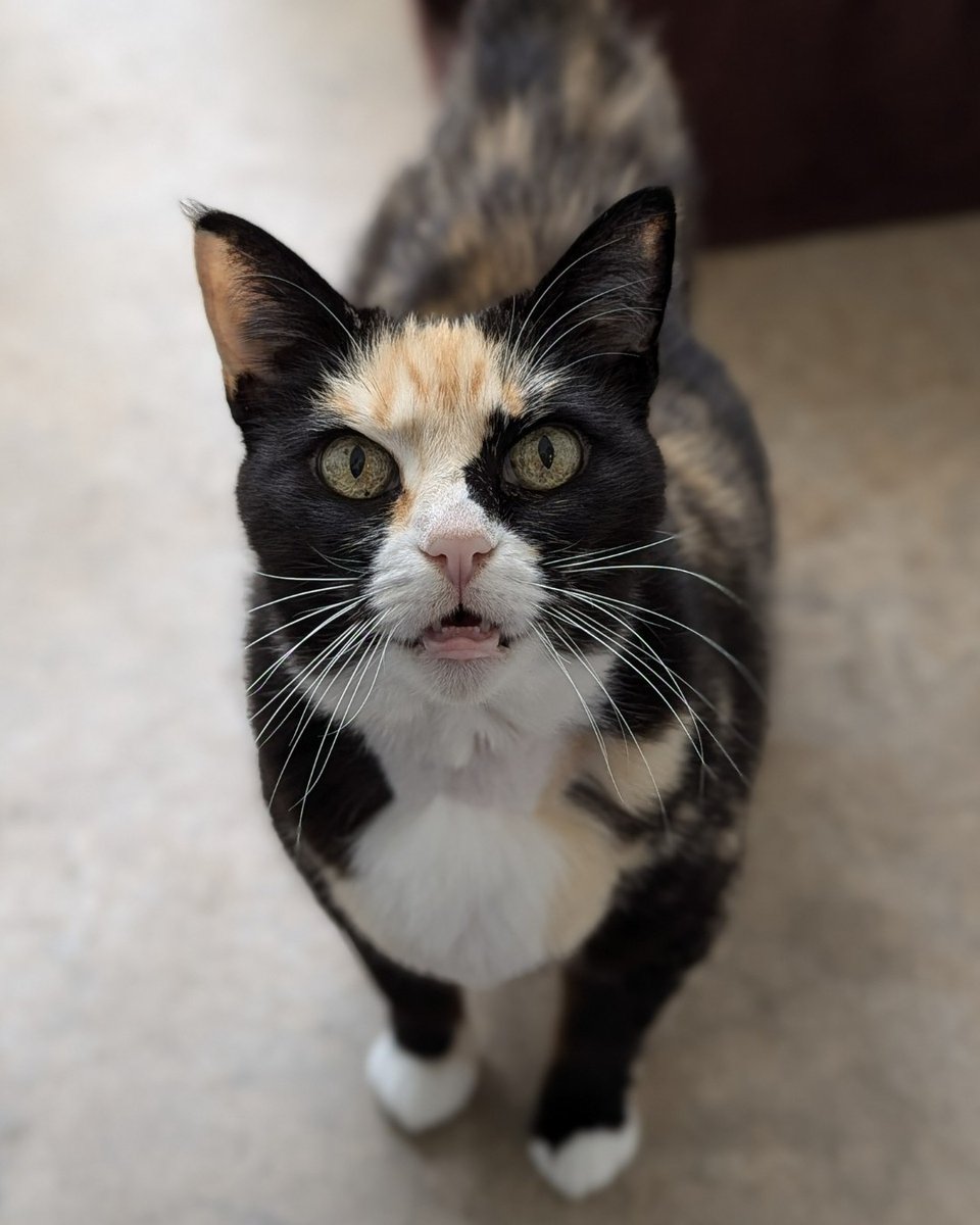 RSPCA (England & Wales) (@rspca_official) on Twitter photo 14-year-old Ruby is a gentle and sensitive soul who needs the chance to blossom in a calm, loving home after her owner sadly passed away.
Ruby has given a lifetime of love, so let’s help her to feel the same in return 💖
Apply to <a href="/RSPCADevon/">Little Valley Animal Shelter</a>: bit.ly/4f0pjxb 14-year-old Ruby is a gentle and sensitive soul who needs the chance to blossom in a calm, loving home after her owner sadly passed away.
Ruby has given a lifetime of love, so let’s help her to feel the same in return 💖
Apply to <a href="/RSPCADevon/">Little Valley Animal Shelter</a>: bit.ly/4f0pjxb