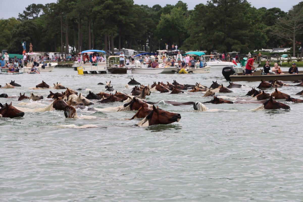 WBOC1025's tweet photo. Sit back and saddle up! Catch the Chincoteague Pony Swim LIVE next week on Wednesday, July 30, on @DelmarvaSports and DSN+ 🐴  https://t.co/QkpLR4kfai https://t.co/XcIXExXm9B