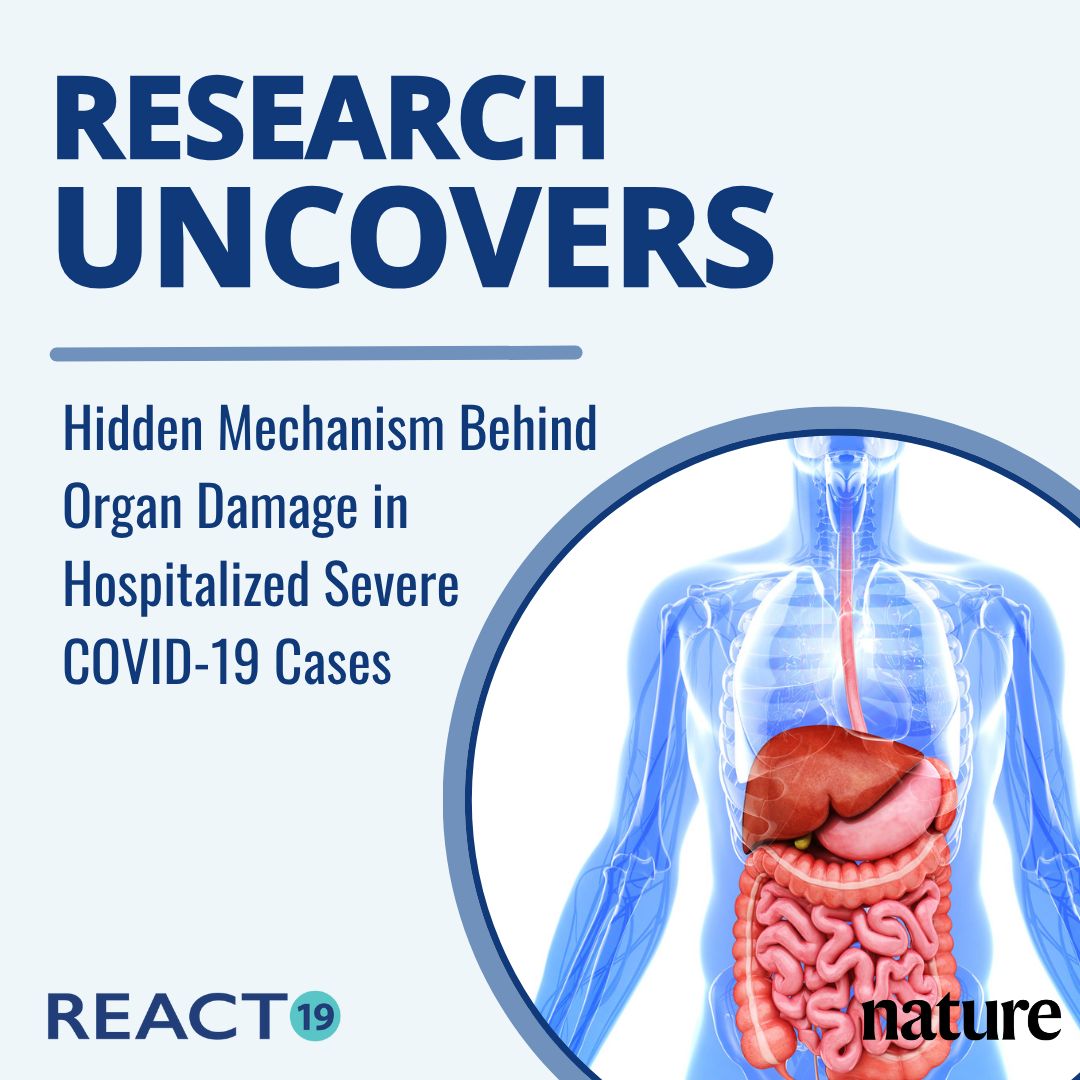 React19org's tweet image. A Nature article and an accompanying commentary piece reveal a mechanism behind organ damage in severe COVID-19 cases which required hospitalization.
Findings:
-Damage to the inner lining of small blood vessels (endothelial cells) triggers a form of cell death called…