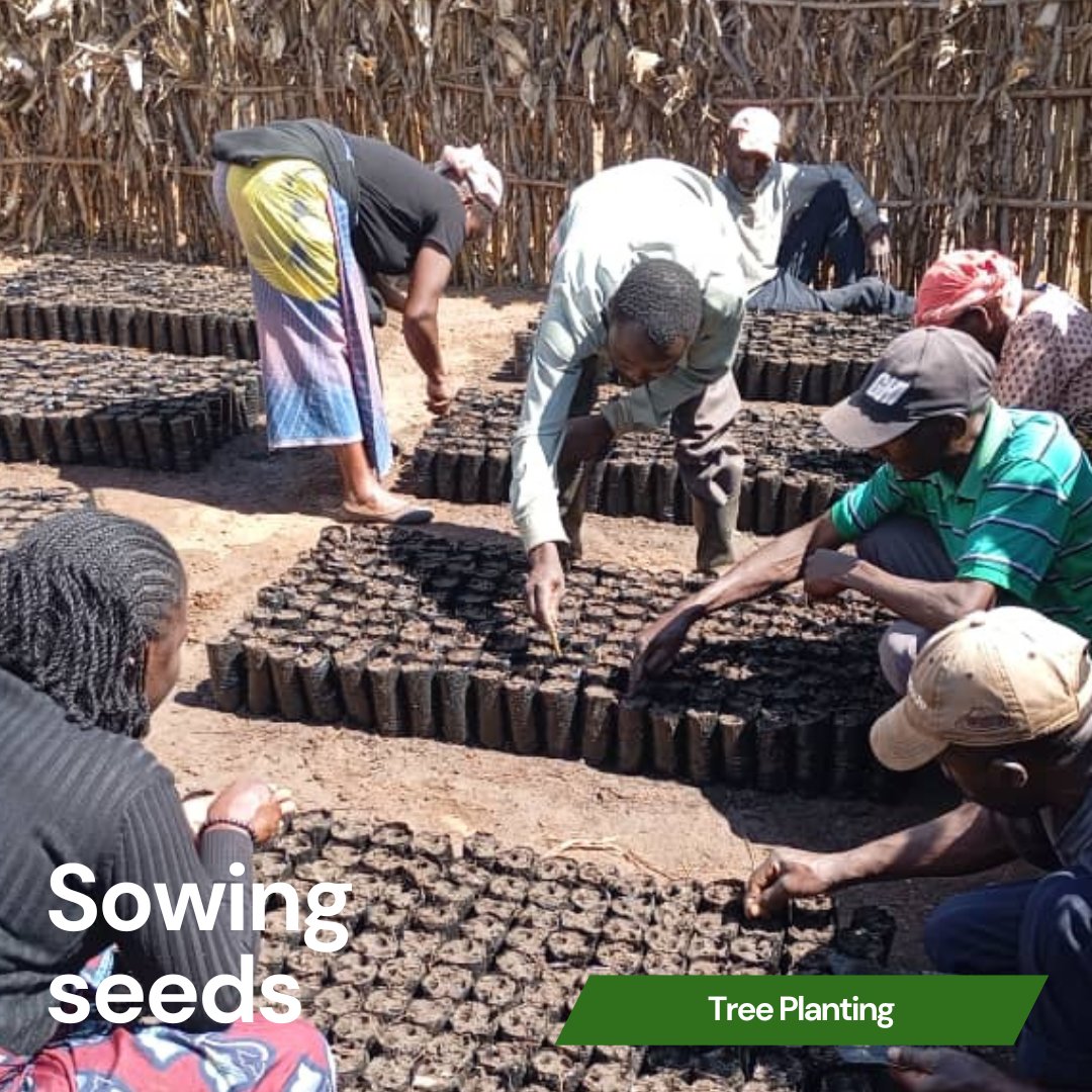 This year's tree planting farmers have received training on how to sow the seeds and manage their nurseries. This includes planting three seeds per planting tube and watering them twice a day - early morning and early evening.

#Malawi #environment #communitydevelopment