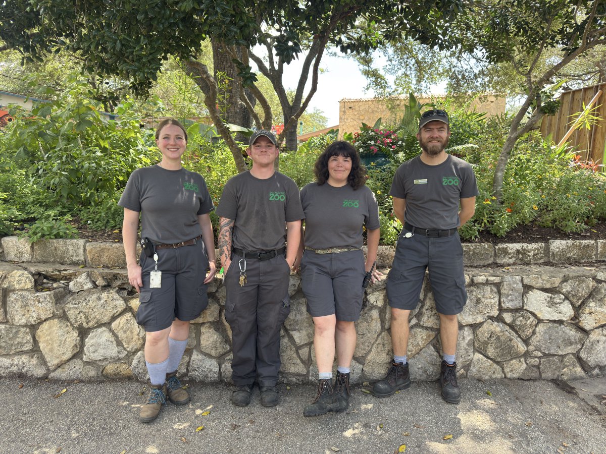 SanAntonioZoo's tweet image. Say hello to the Herpetology team!
This team cares for all of the reptiles and amphibians in the zoo, from tiny poison dart frogs to Boom, the giant Nile crocodile! Thank you for helping keep our cold-blooded friends happy, healthy, and thriving!
