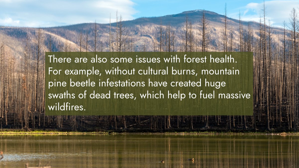 ArcticCouncil's tweet image. 🔥 Cultural burning – and the cascading impacts of banning the practice ❌
🎙️ In our new episode The Arctic on Fire, we look at how banning Indigenous fire practices worsened wildfires, and how they could be part of the solution.
🎧Listen: pod.link/1822773340