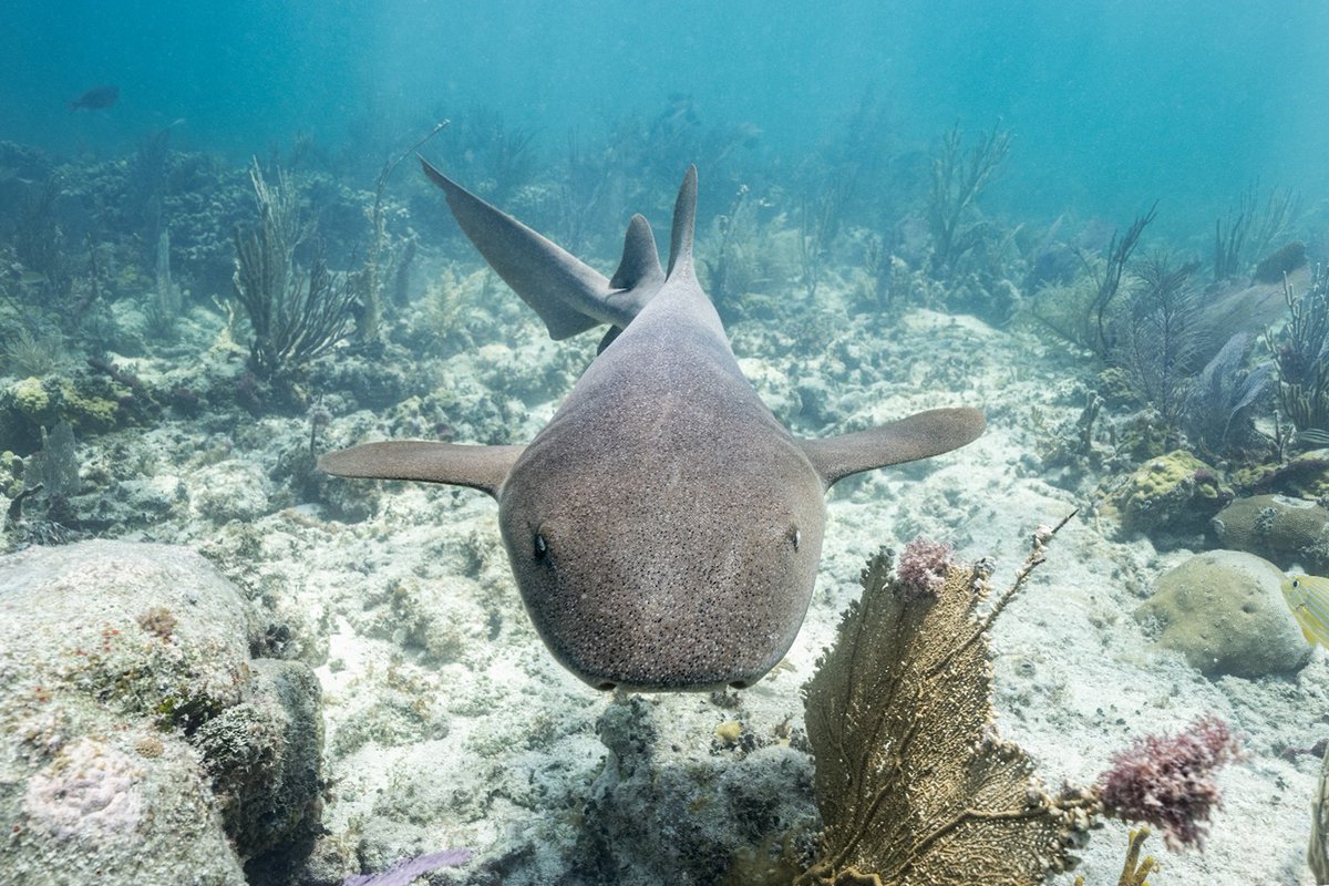 It's shark time! 🦈 Celebrating how these amazing creatures help keep seagrass beds healthy by controlling grazing animals. Thank you, sharks! #SharkWeek #Everglades #MarineEcosystem