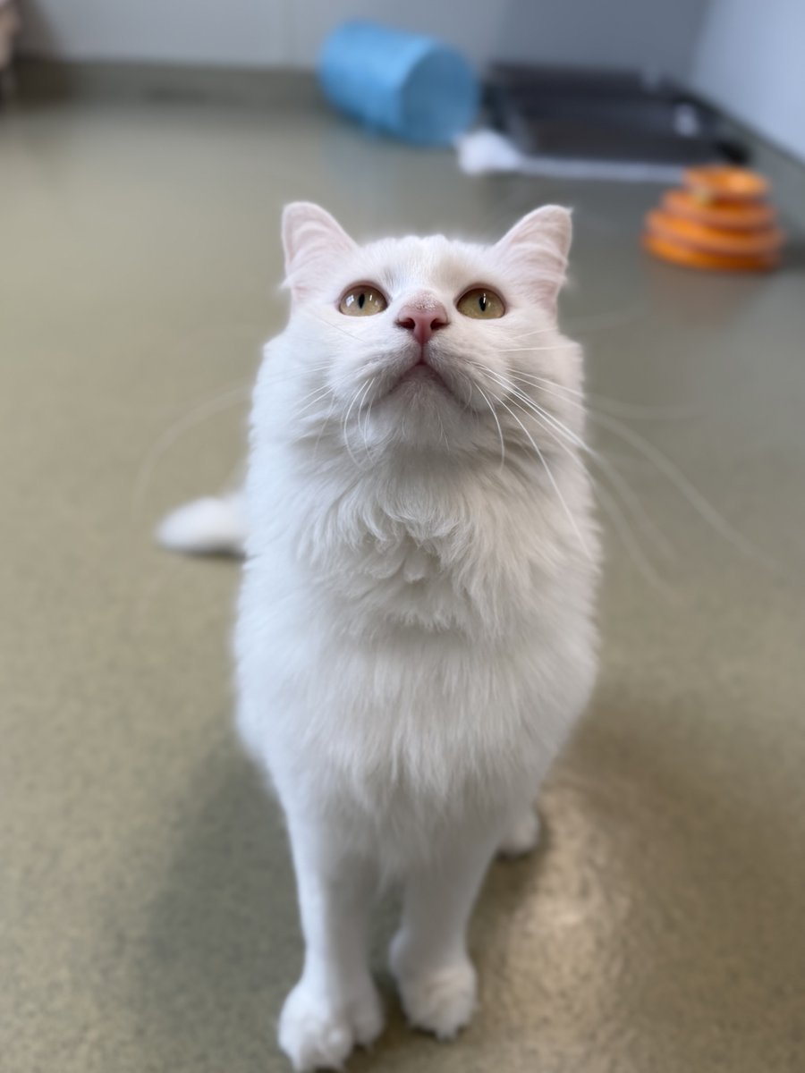 YourSPCA's tweet image. Snowball is giving main character energy.
