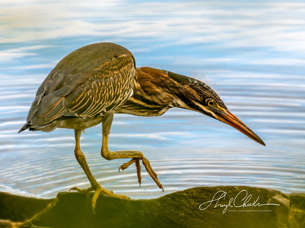 DiveArtist's tweet image. Green Heron at Stewart Park last week on my morning bird walk with my class.
#birdcpp
#greenheron #cornelllabofornithology #cau