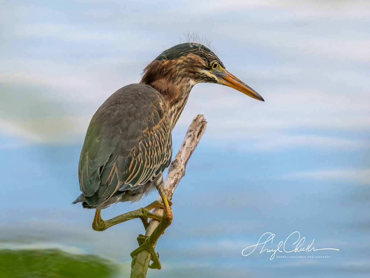 DiveArtist's tweet image. Green Heron at Stewart Park last week on my morning bird walk with my class.
#birdcpp
#greenheron #cornelllabofornithology #cau