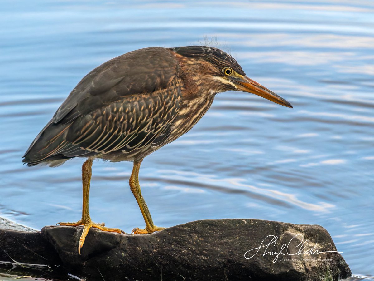 DiveArtist's tweet image. Green Heron at Stewart Park last week on my morning bird walk with my class.
#birdcpp
#greenheron #cornelllabofornithology #cau