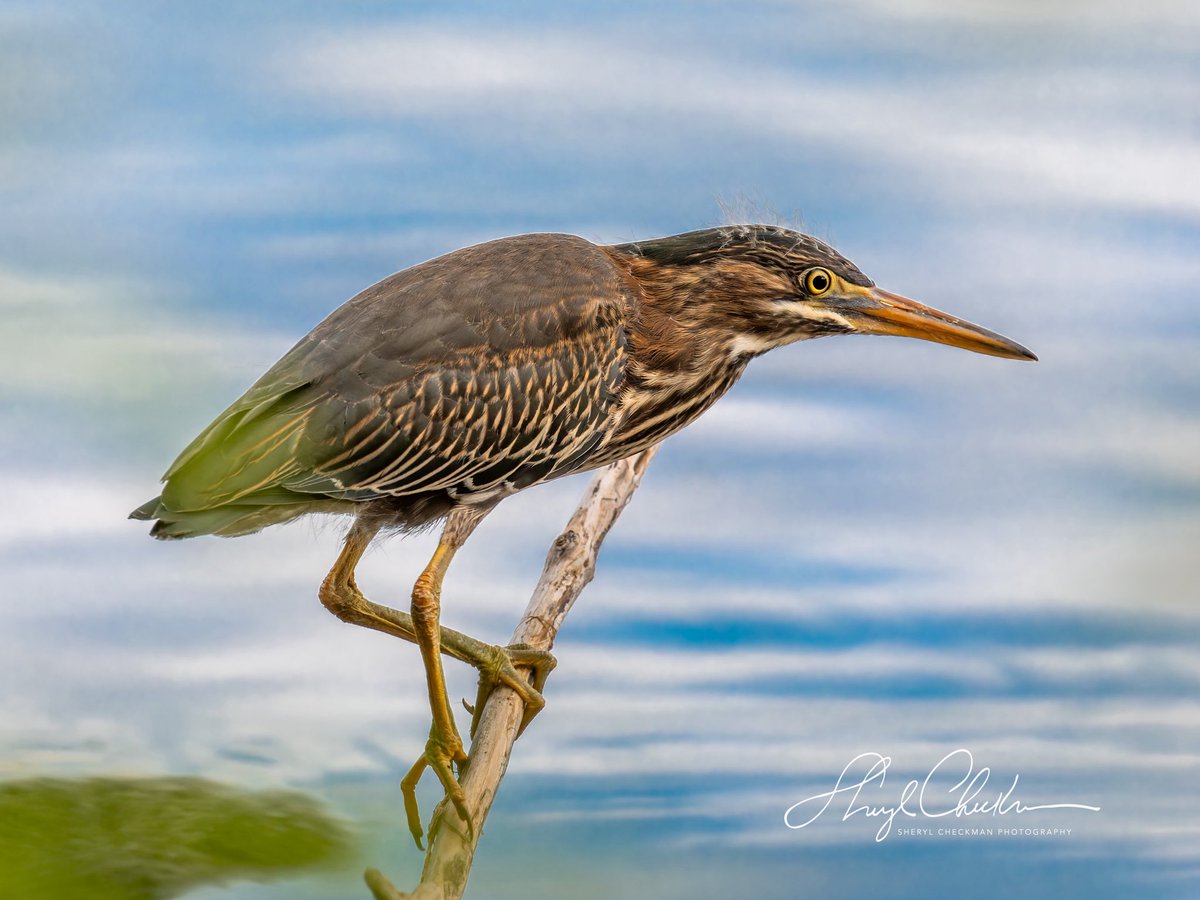 DiveArtist's tweet image. Green Heron at Stewart Park last week on my morning bird walk with my class.
#birdcpp
#greenheron #cornelllabofornithology #cau