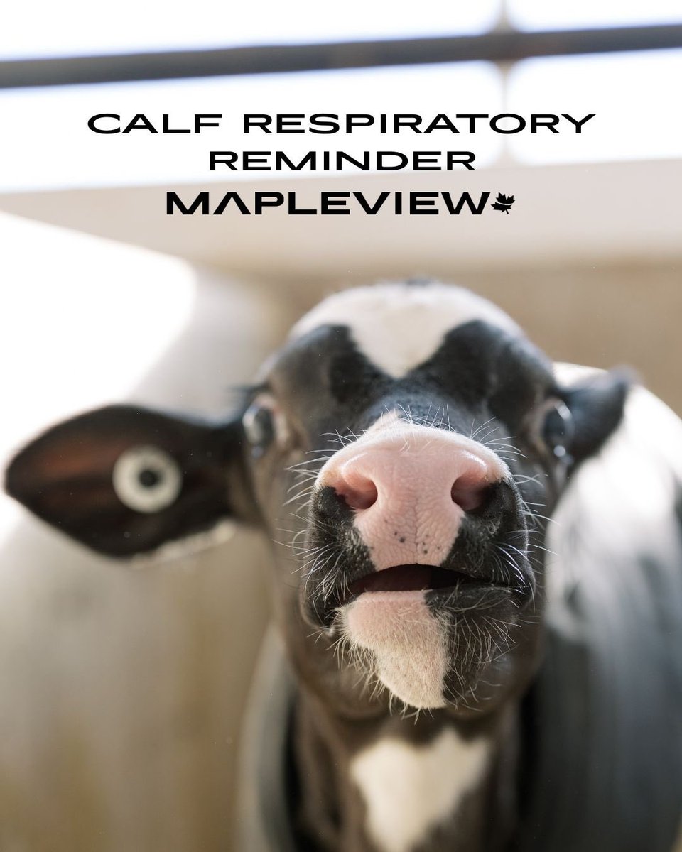 🚨 Calf Respiratory Reminder
Most cases happen between 20–45 days old. Watch for: slow or reduced milk intake, coughing or nasal discharge, droopy ears or head tilt, fever and rapid breathing.
Early signs = early action. #CalfHealth #MapleviewAgri #CalfCare