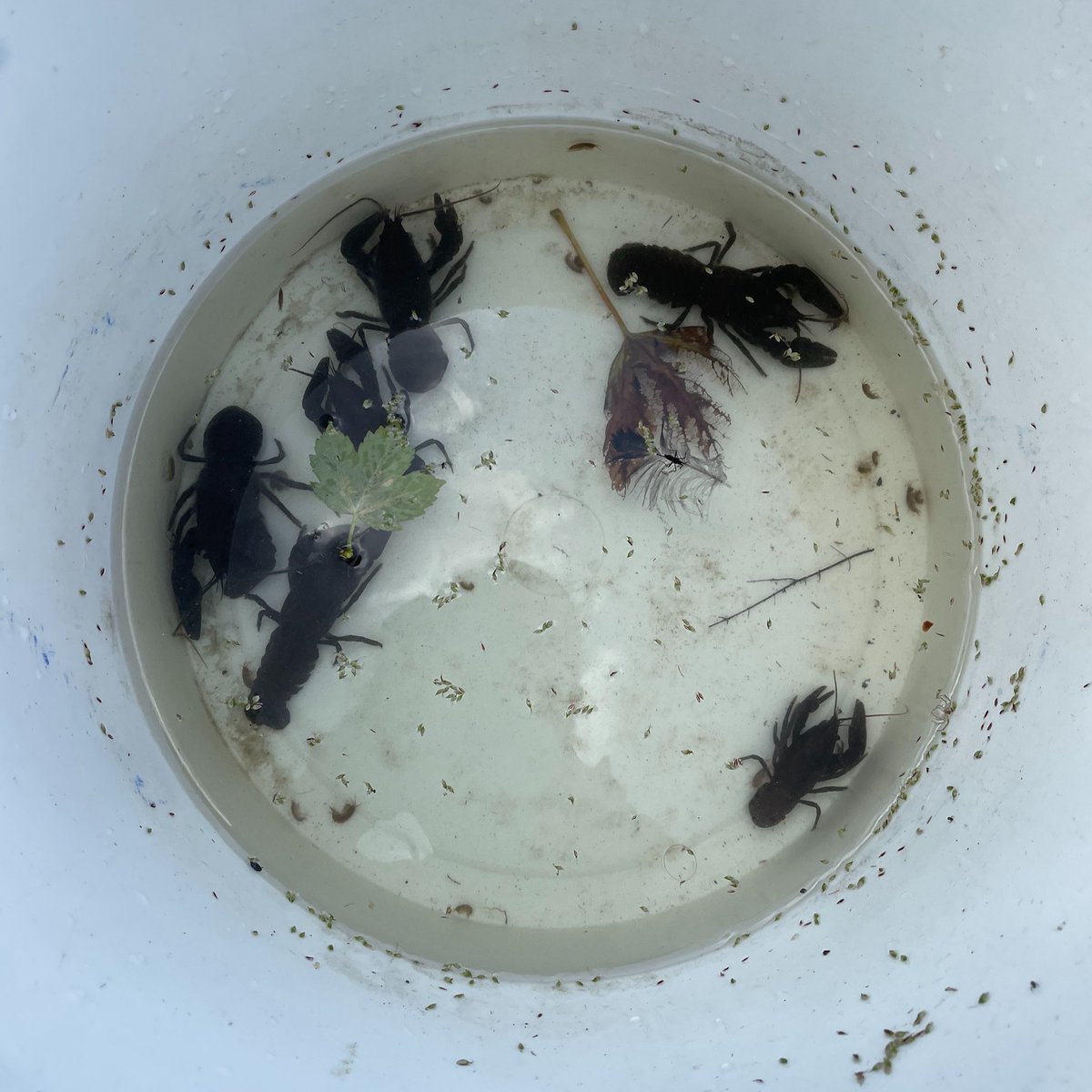 EnvAgencyYNE's tweet image. We’ve rescued a population of native white clawed crayfish in Wharfedale after drought conditions left them stranded.
They’ve been moved to quarantine and will be returned to rivers to support crayfish conservation in #Yorkshire
Read more 👇
gov.uk/government/new…