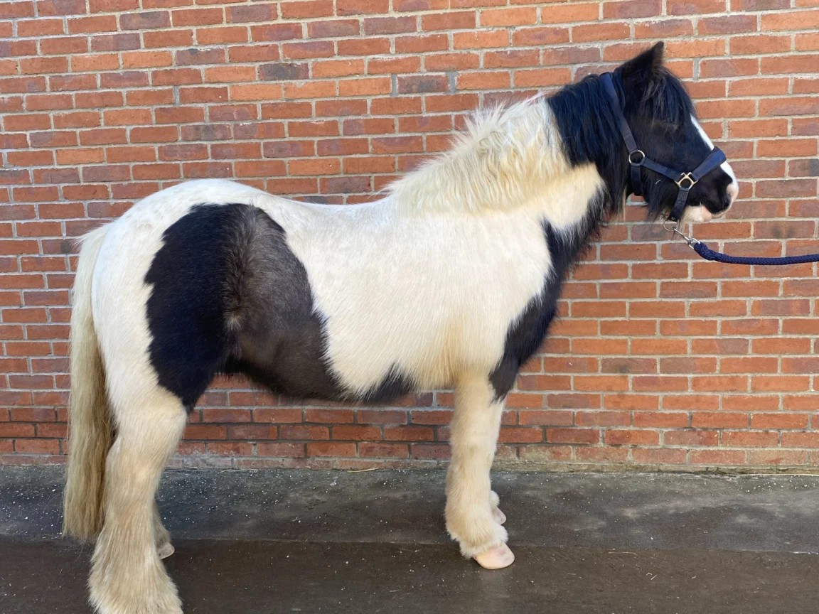 🖤🐴 Say hello to Holmes! 🐴🖤

Holmes is a charming 10-year-old, 12.2hh piebald cob gelding looking for a loving home as a non-ridden companion through our Perfect Partner Scheme.

Could you be Holmes’ perfect partner? 💙

bransbyhorses.co.uk/welfare/rehomi…