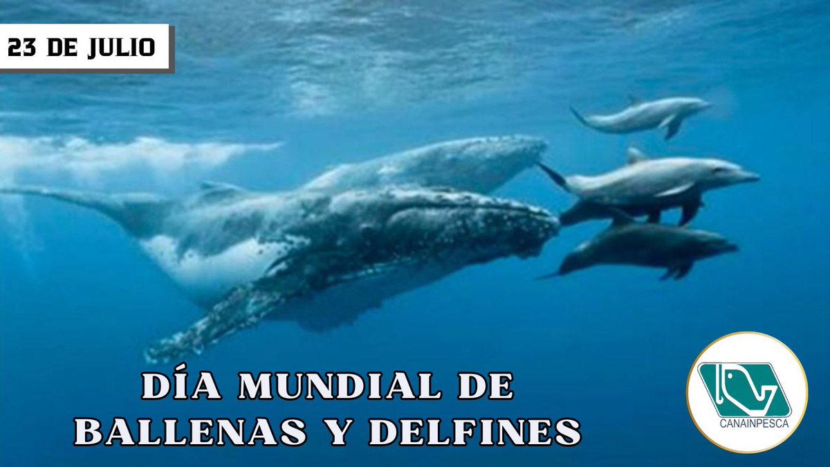 CANAINPESCA (@canainpescamx) on Twitter photo #DiaMundialDeLasBallenasYLosDelfines Cumplimos con las leyes y normas vigentes, así como con los acuerdos internacionales, cuidando los ecosistemas marinos, vitales para la biodiversidad. <a href="/JulioBerdegue/">Julio Berdegué</a> <a href="/aliciabarcena/">Alicia Bárcena</a> @AlejandroFNava <a href="/mariana_boy/">Mariana Boy</a> #DiaMundialDeLasBallenasYLosDelfines Cumplimos con las leyes y normas vigentes, así como con los acuerdos internacionales, cuidando los ecosistemas marinos, vitales para la biodiversidad. <a href="/JulioBerdegue/">Julio Berdegué</a> <a href="/aliciabarcena/">Alicia Bárcena</a> @AlejandroFNava <a href="/mariana_boy/">Mariana Boy</a>