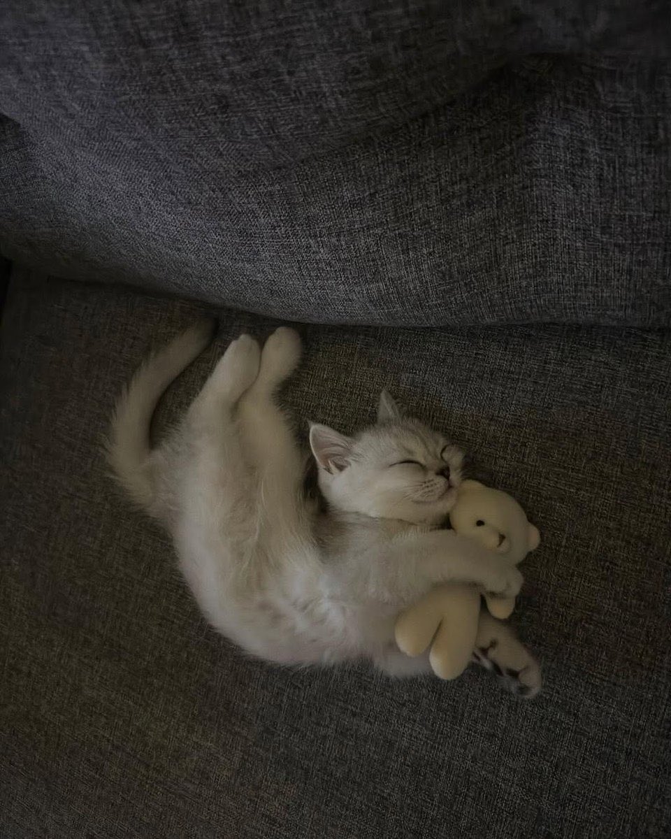 Cat__Auras's tweet image. eepy