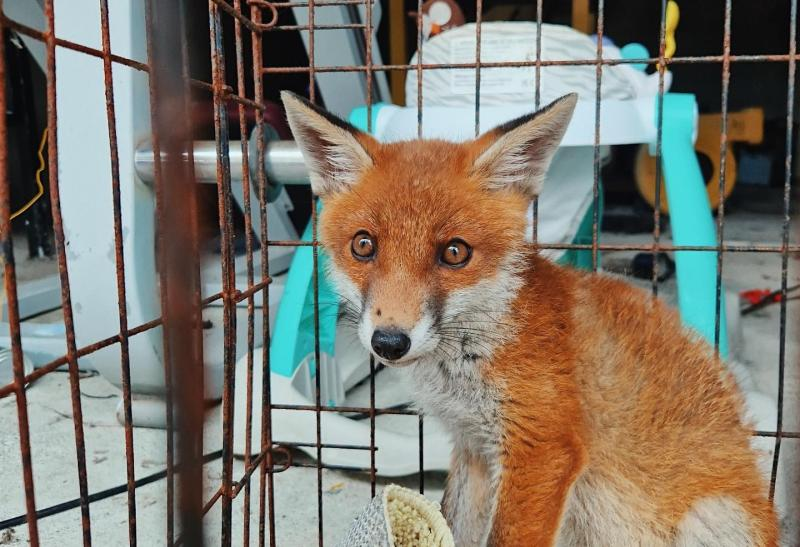 banbloodsports's tweet image. "Foxes are wild animals and it is a criminal offence to keep any wild animal in captivity" - Gardaí find caged fox cub during planned searches of properties in Co Mayo (June 2024) mayonews.ie/news/local-new…