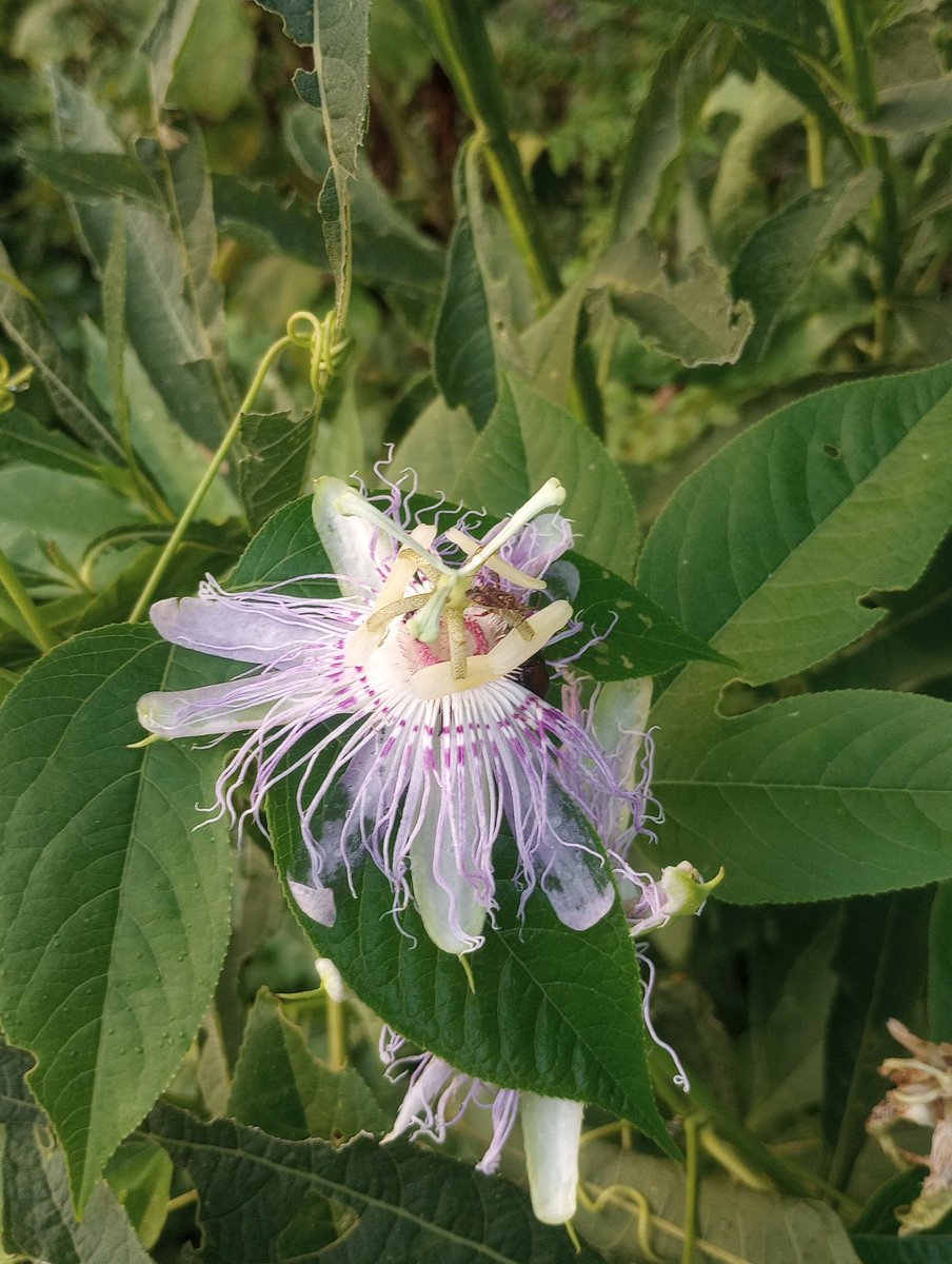 HemmerleinLee's tweet image. I will try to find a better specimen later, but this is a passion flower blossom.