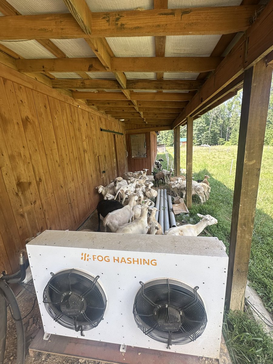 JPh3lps's tweet image. Farming sheep & sats in the DMV/Bitcoin district 🐑🐑🐑
