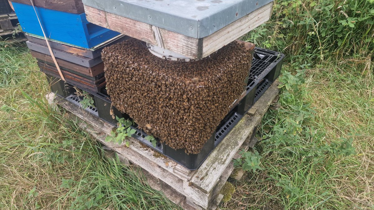 I love doing shook swarms at this time of year. If I had the time &amp; the frames I'd happily do it to all colonies &amp; accept the 10% loss and the subsequent fall off of numbers. It's worth it to clear out the varroa&amp;pathogens alone.