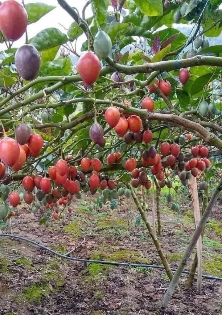 Lee_Fabricee's tweet image. Name this fruit in your native language?