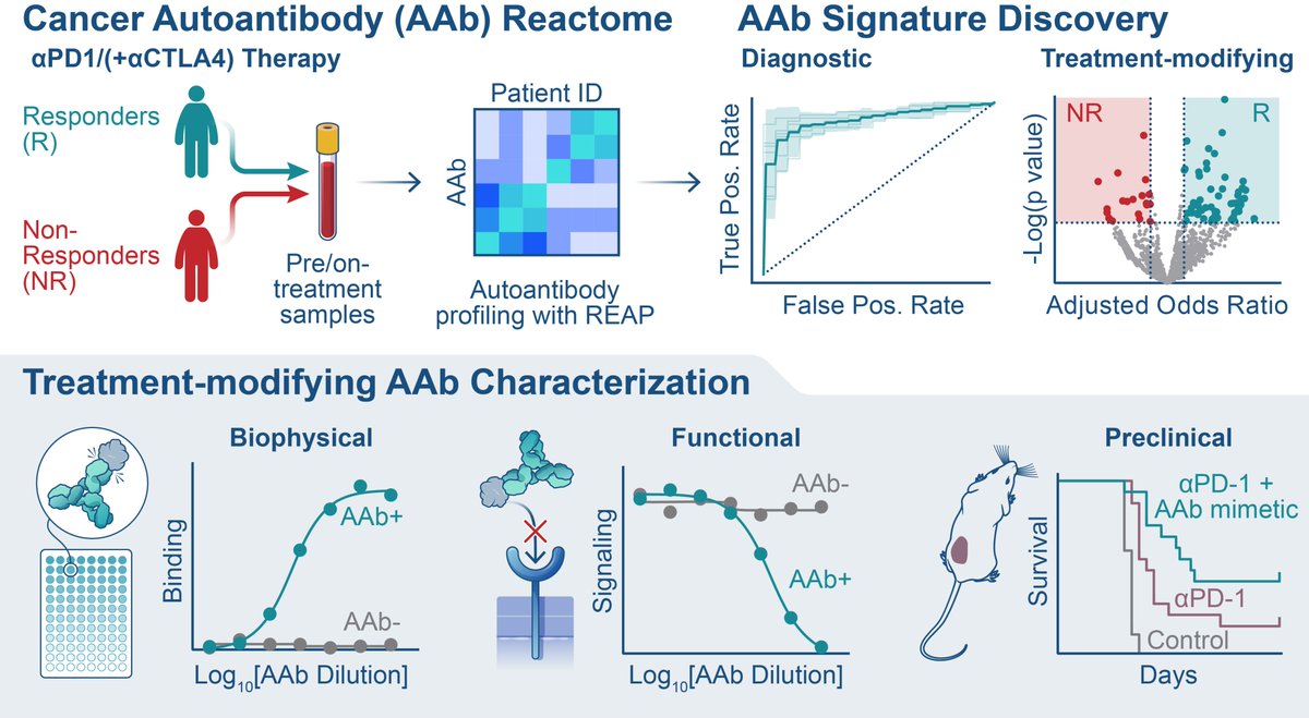 T cells do the heavy lifting when it comes to the anti-tumor action of checkpoint immunotherapy. But do antibodies play a role too? 

That’s the question @yile_dai looked to answer in his thesis work, out today in <a href="/Nature/">nature</a>! 🧵below

nature.com/articles/s4158…