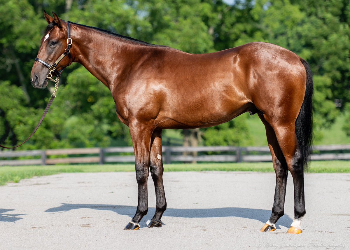 DeeJayBUTdj's tweet image. This Quality Road Colt, half to National Treasure is STUNNING
Looks like a 2yo as a yearling and is built like an absolute athletic specimen.