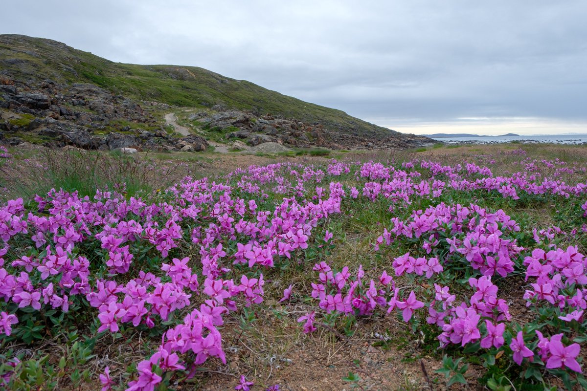 Canada's tweet image. When it comes to summer vacation plans, our #Arctic might not be the first place that comes to mind—but it should be! You can see polar bears, walk among blooming tundra flowers, and experience the longest days in the country.
📍 Iqaluit, NU
📍 Miles Canyon, YT
📍 Churchill, MB