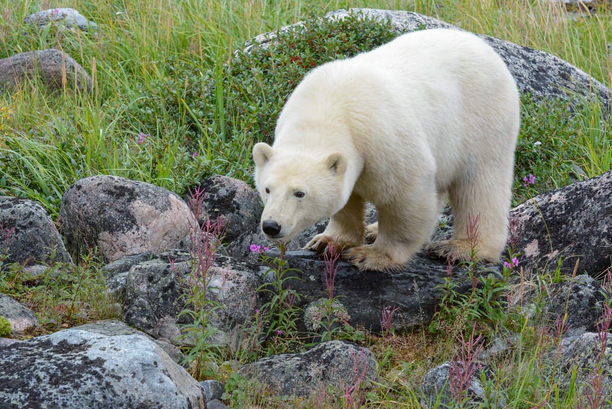 Canada's tweet image. When it comes to summer vacation plans, our #Arctic might not be the first place that comes to mind—but it should be! You can see polar bears, walk among blooming tundra flowers, and experience the longest days in the country.
📍 Iqaluit, NU
📍 Miles Canyon, YT
📍 Churchill, MB