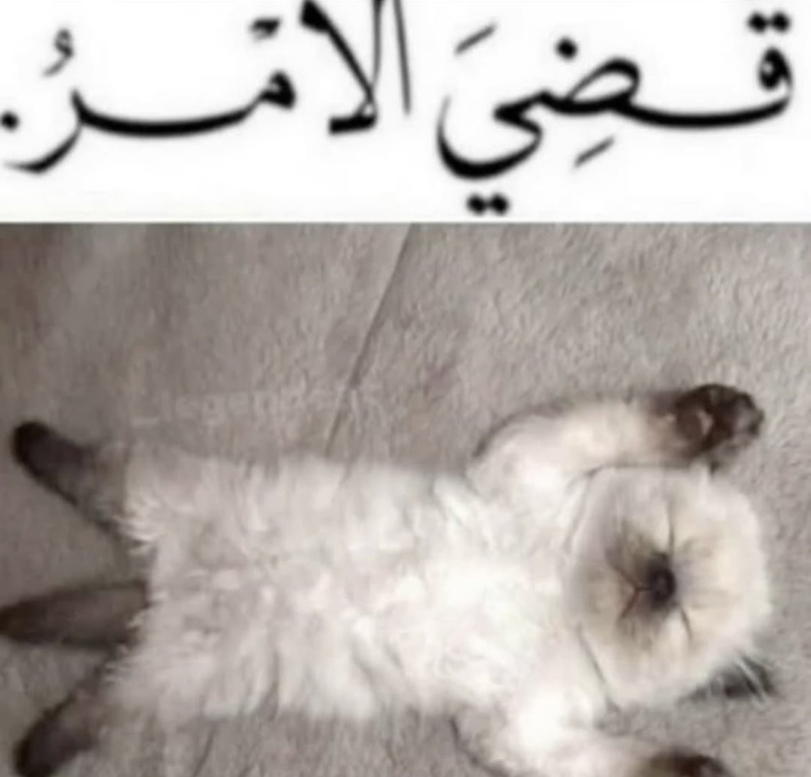 NotNassif's tweet image. 