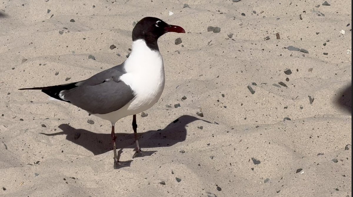 SurfSkiWeather's tweet image. Off The Rails On A TK Crazy Train ~ With Up & Down New England Weather Forecast In Here Somewhere
Out The Door Weather'n More with Steve & T-Rex & TK Wed July 23 '25
Live from The Cape Cod Coliseum ~ TK spending a lot of time looking at ~ and talking about birds ~ Symbolism of…