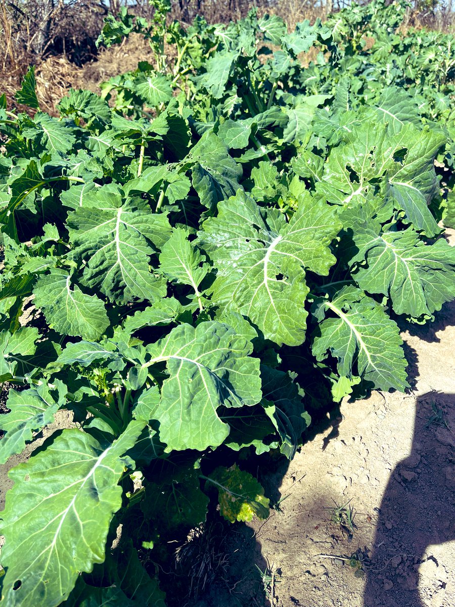 Vie_matongo's tweet image. Village life. It’s almost a week now without using a cent 😂. Village life is cheaper. Look at those greens, ne hayifiridzi. @TeamFuloZim