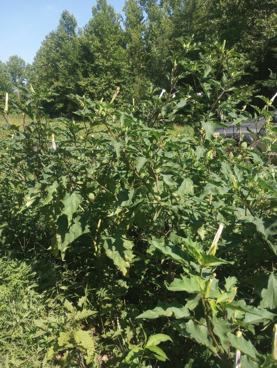 HemmerleinLee's tweet image. I know they are considered poisonous, but I still find the jimsom weed pretty.