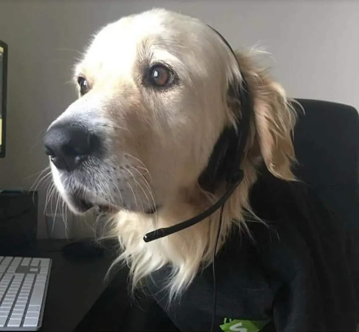 BichinhosFB's tweet photo. A senhora já tentou latir para o computador? https://t.co/t5kYmr5lVY
